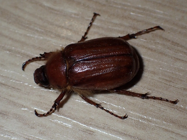 Holochelus aequinoctialis - tavaszeleji cserebogár