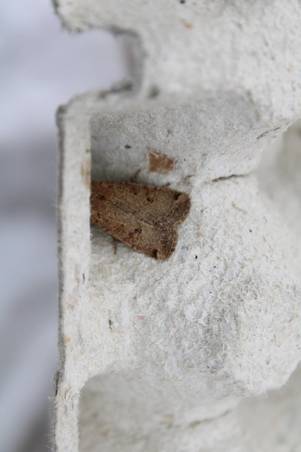Conistra veronicae - veronika-őszibagoly