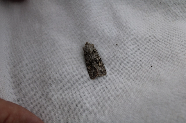 Lithophane ornitopus - közönséges fabagoly