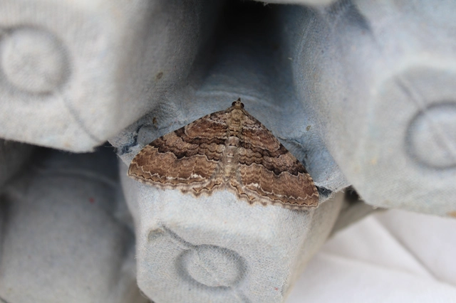 Hydria cervinalis - őzbarna araszoló