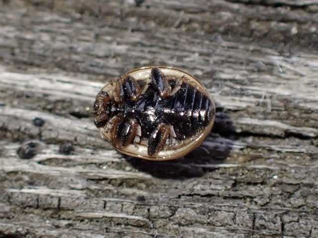 Tytthaspis sedecimpunctata - tizenhatpettyes katica