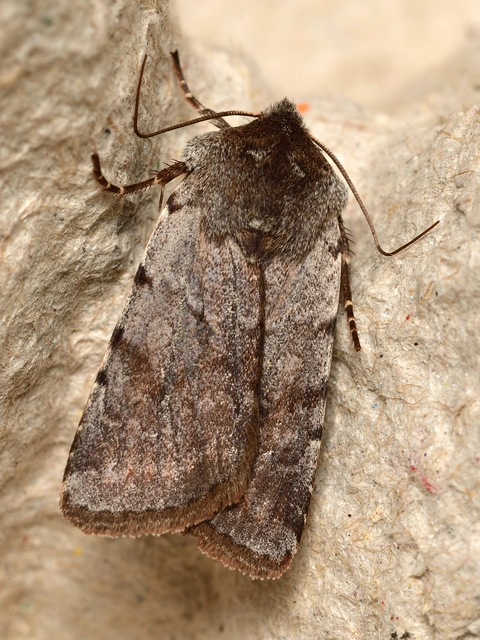 Cerastis rubricosa - vörhenyes tavaszibagoly