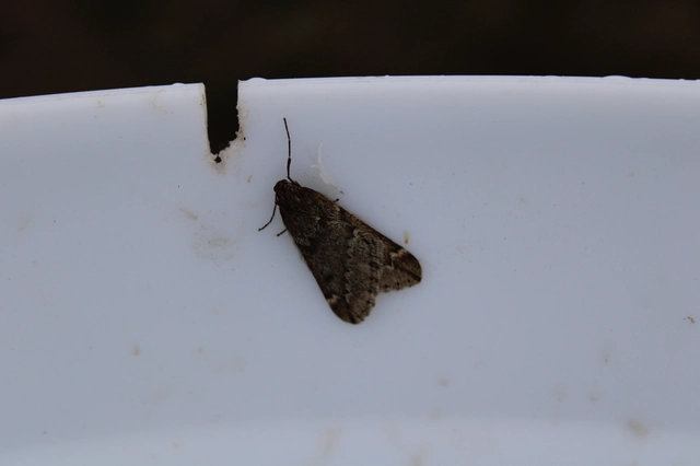 Alsophila aescularia - vadgesztenye-araszoló