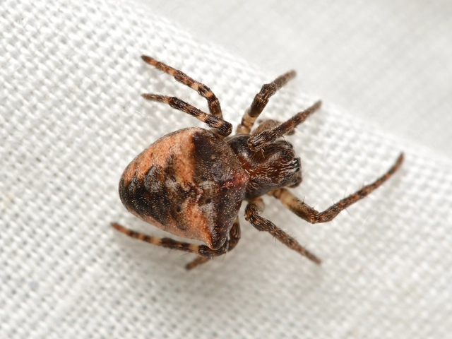 Gibbaranea