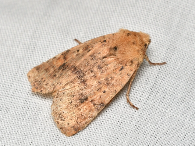 Conistra rubiginea - vörös őszibagoly