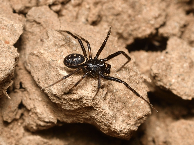 Steatoda albomaculata - koszorús törpepók