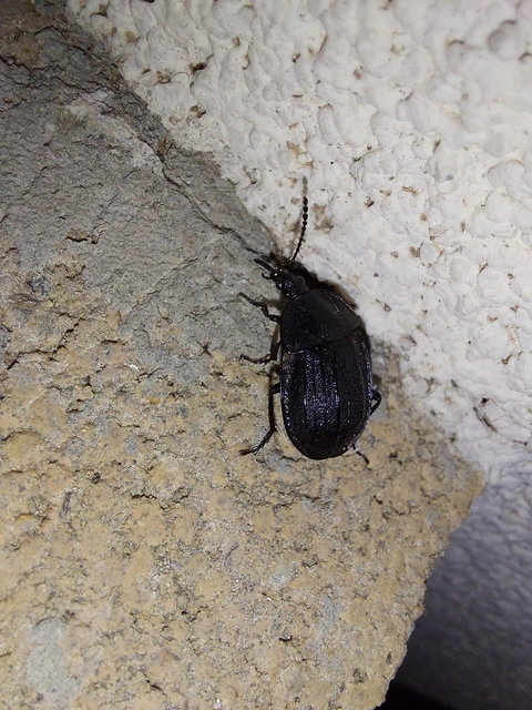 Phosphuga atrata - bordás csigarabló