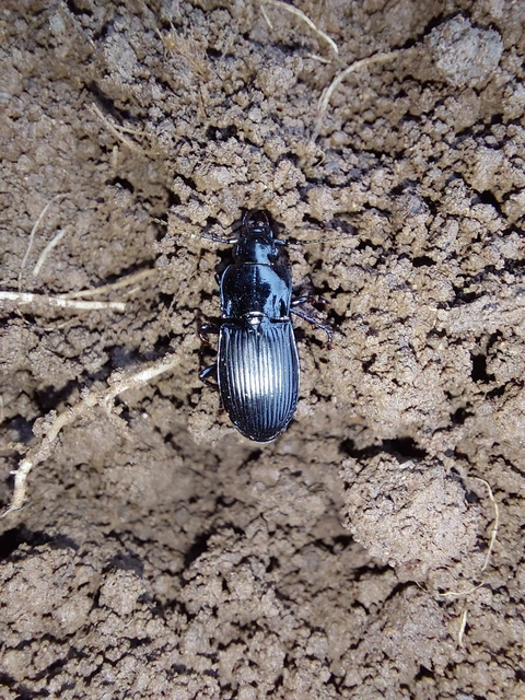 Abax parallelus - karcsú szélesfutó