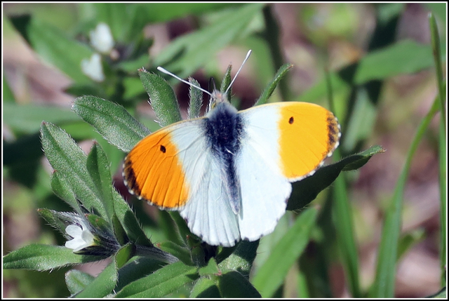 Anthocharis cardamines - hajnalpírlepke