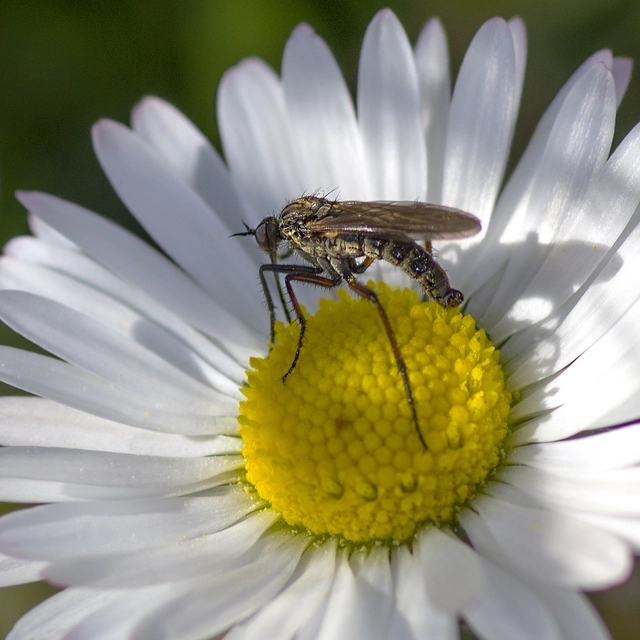 Empididae - táncoslegyek