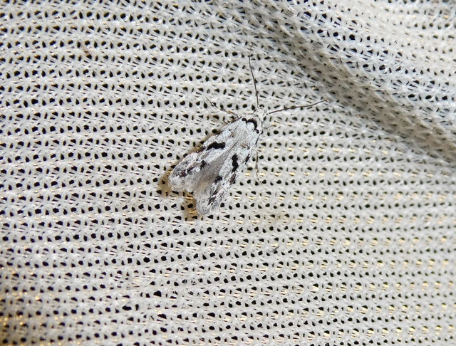 Stenolechiodes pseudogemmellus - molyhostölgyes sarlósmoly