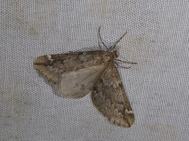 Alsophila aescularia - vadgesztenye-araszoló