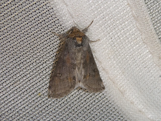 Asphalia ruficollis - vörösnyakú pihésszövő