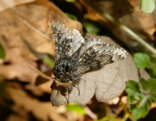 Apocheima hispidaria - borzas tavasziaraszoló