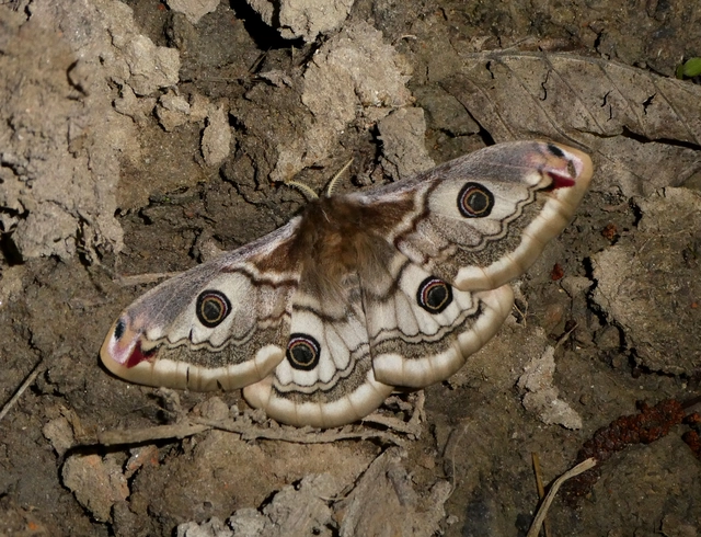 Saturnia pavoniella/pavonia