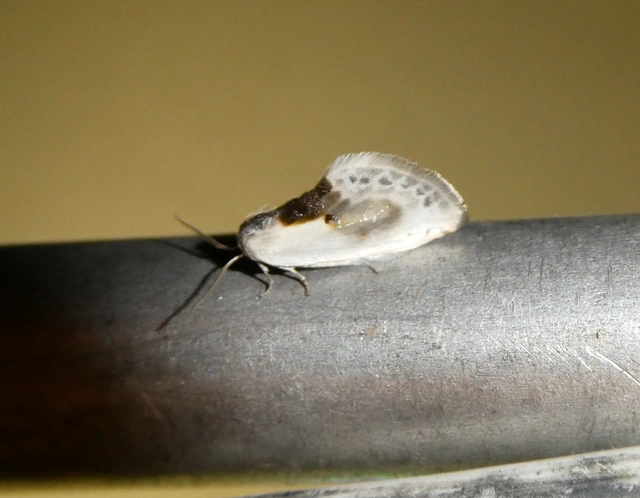 Cilix glaucata - törpe sarlósszövő