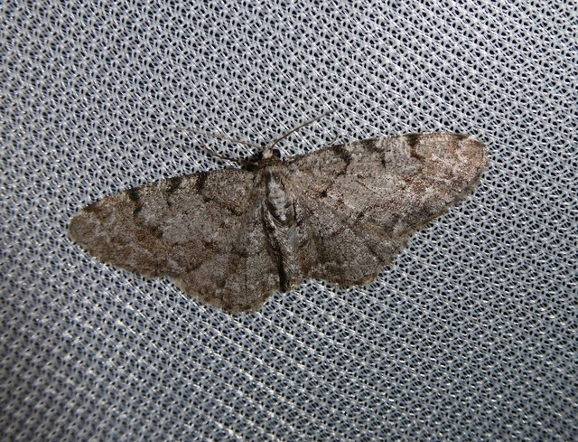 Aethalura punctulata - szürke égeraraszoló