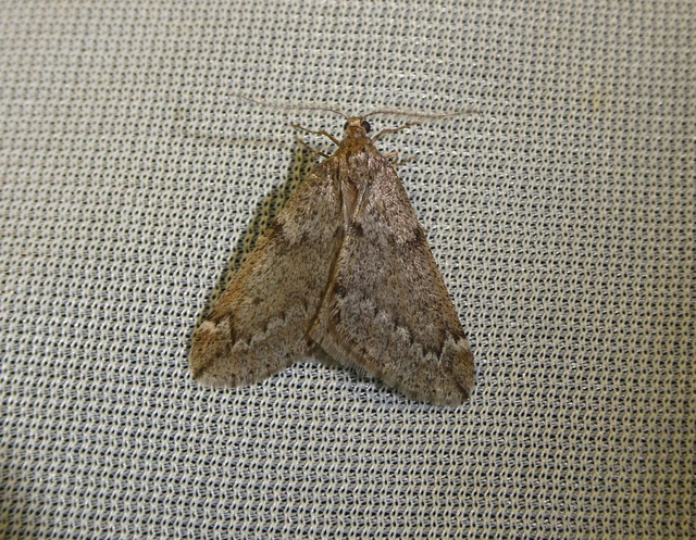 Alsophila aescularia - vadgesztenye-araszoló