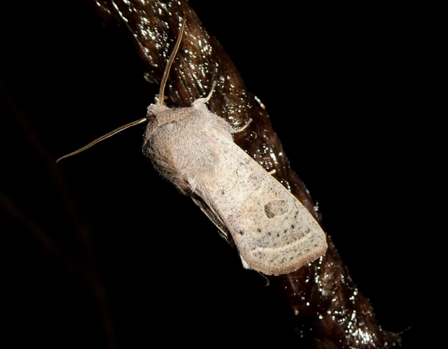Orthosia gracilis - karcsú barkabagoly