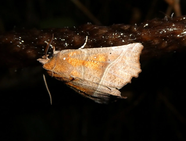 Scoliopteryx libatrix - vörös csipkésbagoly