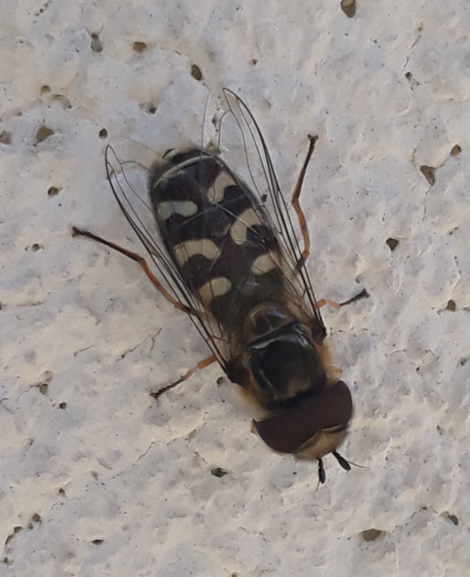 Scaeva pyrastri - gyakori nagyhomlokúlégy