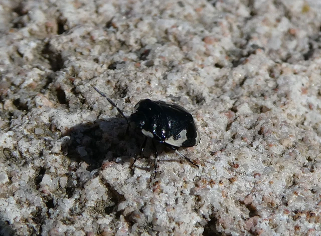 Tritomegas bicolor - foltos földipoloska