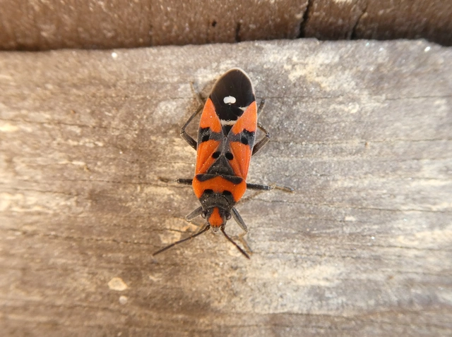 Lygaeus equestris - közönséges lovagbodobács