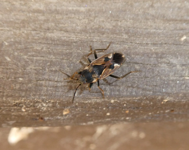 Rhyparochromus vulgaris - közönséges díszesbodobács
