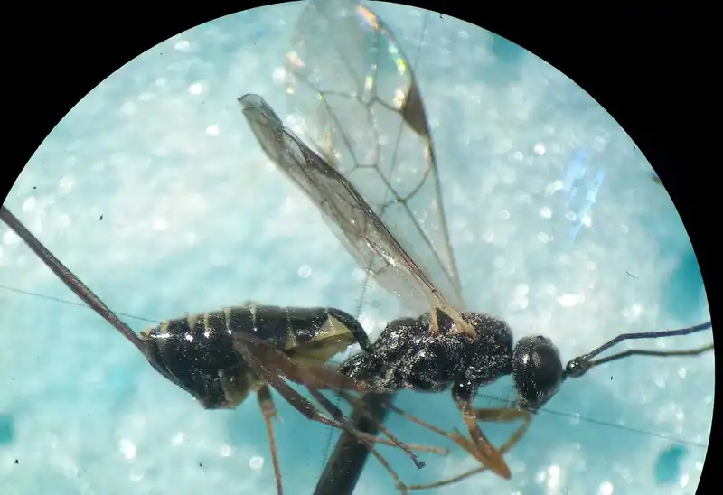 Micromonodon tener