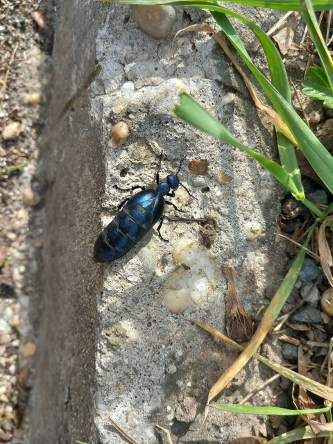 Meloe violaceus - kék nünüke