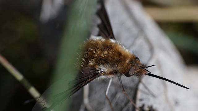 Bombylius major - szegélyes pöszörlégy