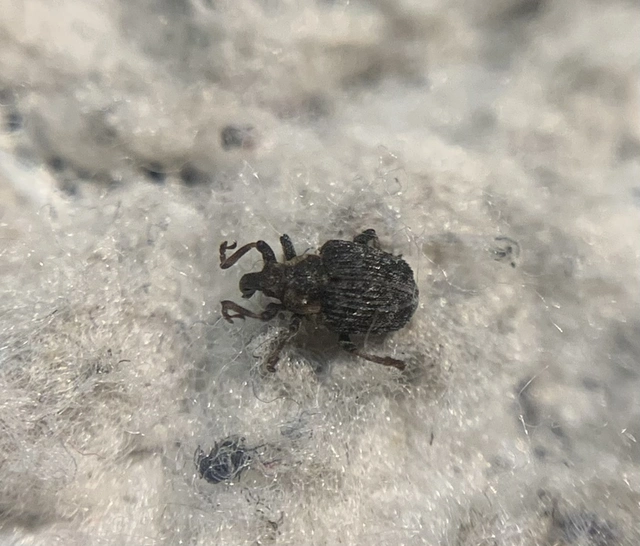 Pelenomus quadrituberculatus - kis keserűfű-ormányos