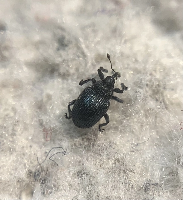 Ceutorhynchus hirtulus - lúdfű-ceutormányos