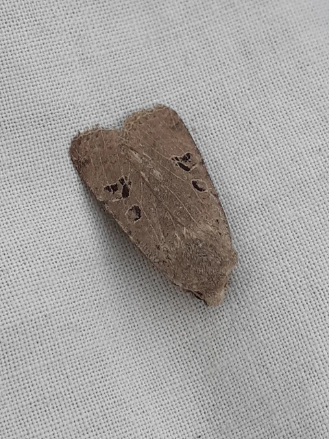 Conistra rubiginosa - szürke télibagoly