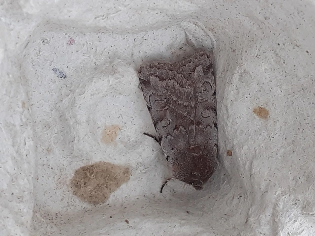 Cerastis rubricosa - vörhenyes tavaszibagoly