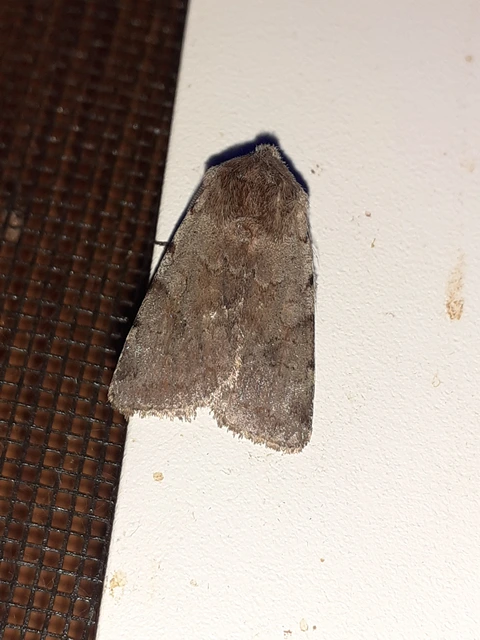 Cerastis rubricosa - vörhenyes tavaszibagoly