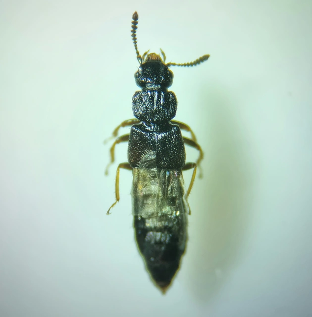 Anotylus Anotylus
