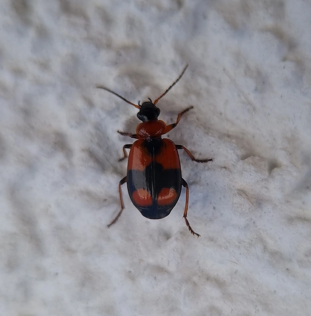 Lebia cruxminor - keresztes cserjefutó