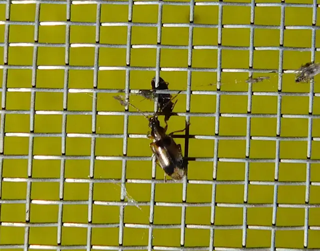 Notoxus monoceros - sárgahasú nyakszarvúbogár