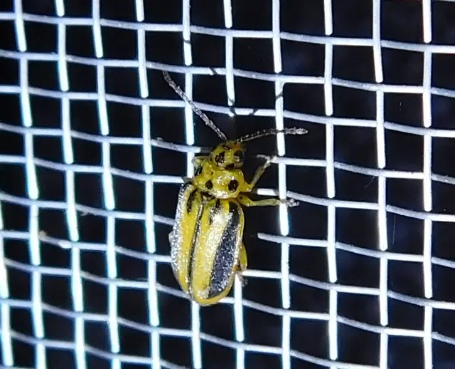 Xanthogalerucella luteola - szilfa-olajosbogár