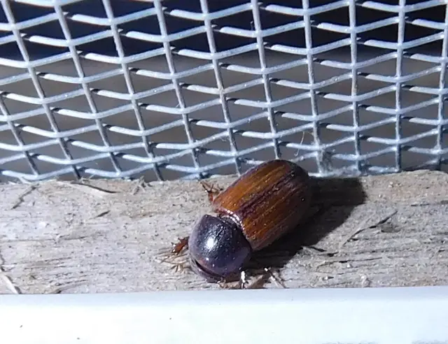 Bodilus ictericus