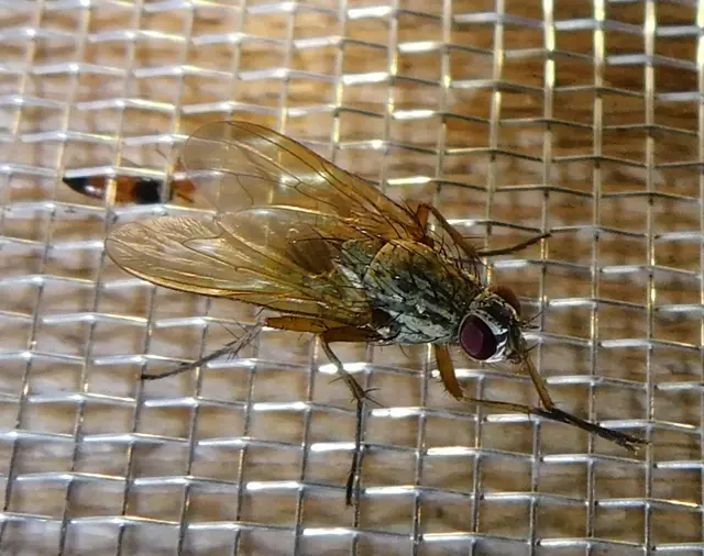 Muscidae - igazi legyek