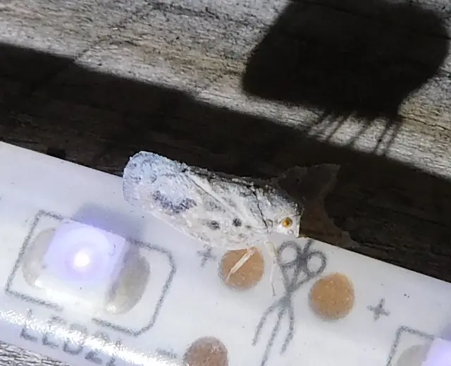 Metcalfa pruinosa - amerikai lepkekabóca