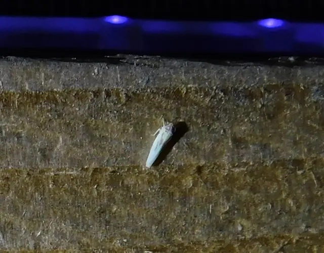 Zygina tithide
