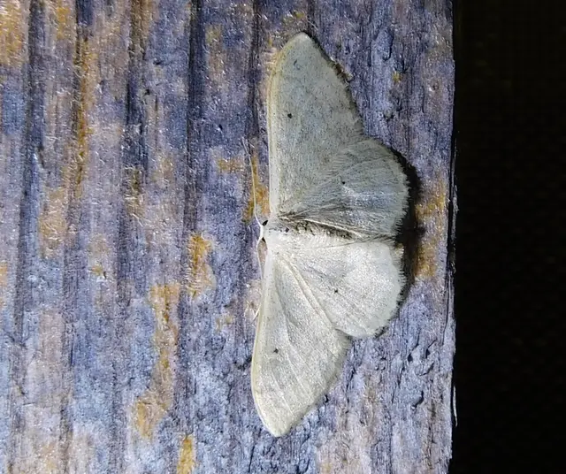 Idaea straminata - szalmasárga sávosaraszoló