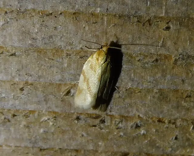 Clepsis pallidana - aranysárga sodrómoly