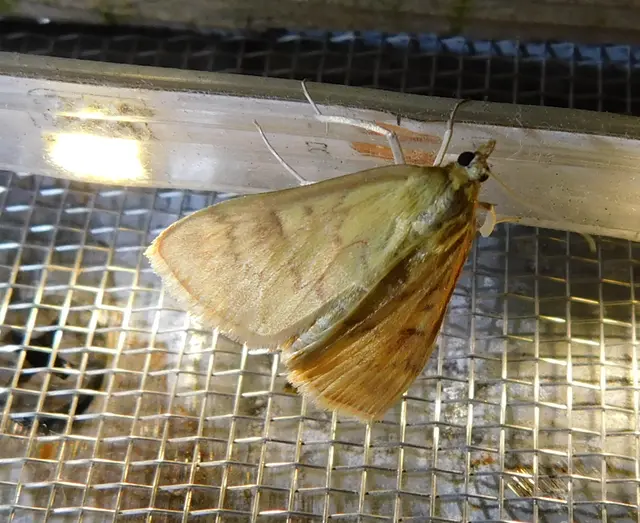 Ostrinia nubilalis - kukoricamoly
