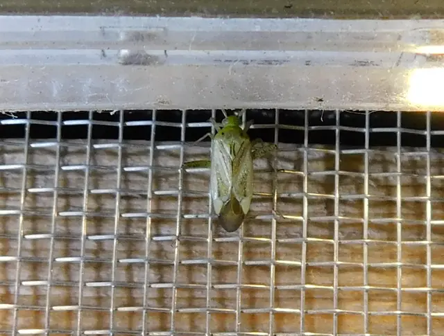 Adelphocoris lineolatus - lucernapoloska