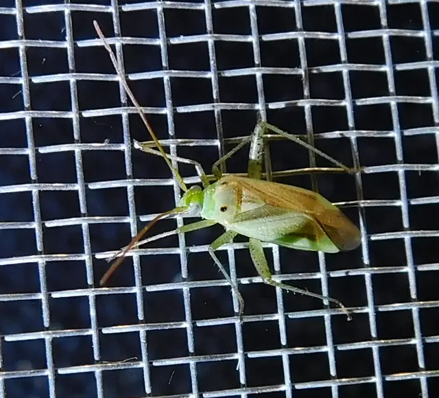 Adelphocoris lineolatus - lucernapoloska