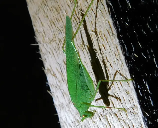Phaneroptera nana - pontozott repülőszöcske